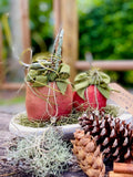 Primitive Country Apples