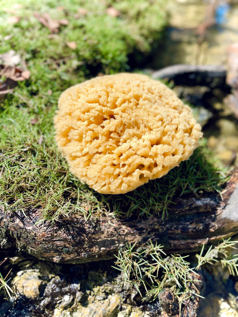 Yellow Sea Sponges for Bathing HUGE 7 to 8 inches in diameter