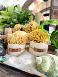 Almond Milk Sea Sponge Soap