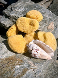 Makeup and Crafting Sponges