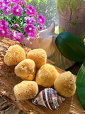 Yellow Florida Sea Sponge Medium