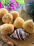 Yellow Florida Sea Sponge Medium