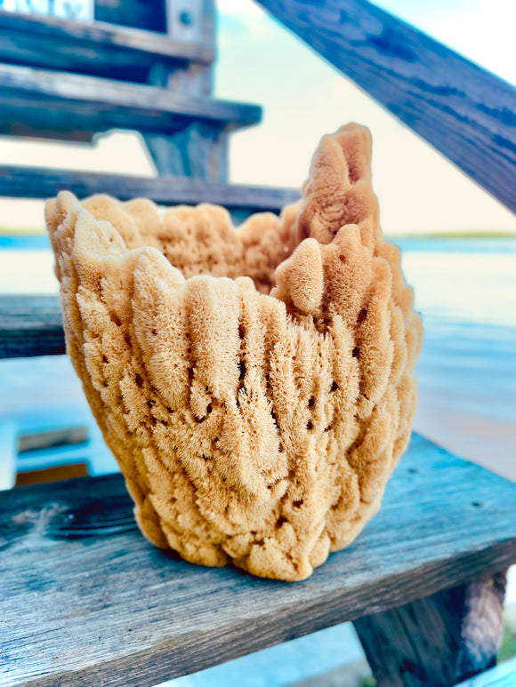 Vase/Basket Sea Sponge