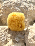 Yellow Florida Sea Sponge Medium