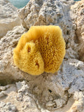 Yellow Florida Sea Sponge Medium