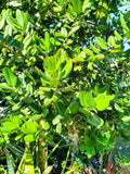 Dried West Indies Bay Leaf (Pimenta Racemosa)